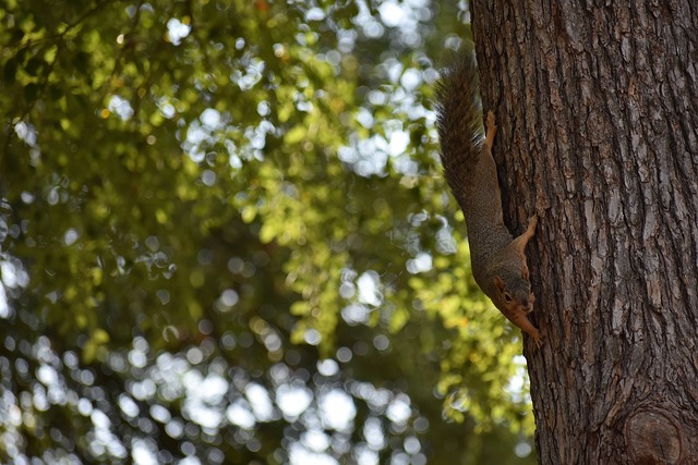 没有芒特和 没有芒特和